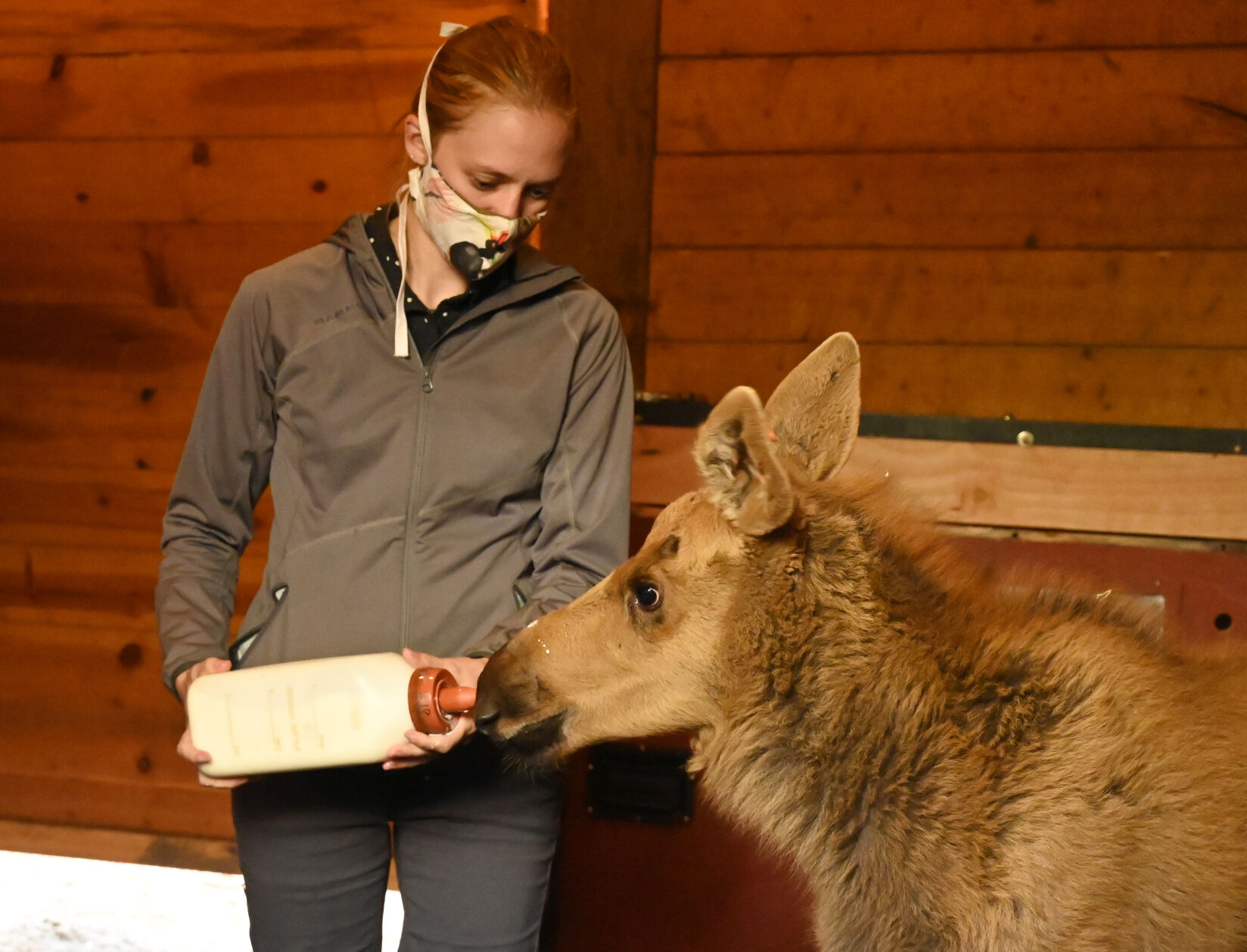 071620-news-moose 12.JPG